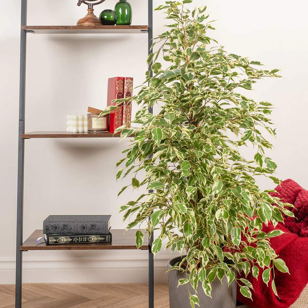 Ficus benjamina 'Twilight' - 90-100 cm