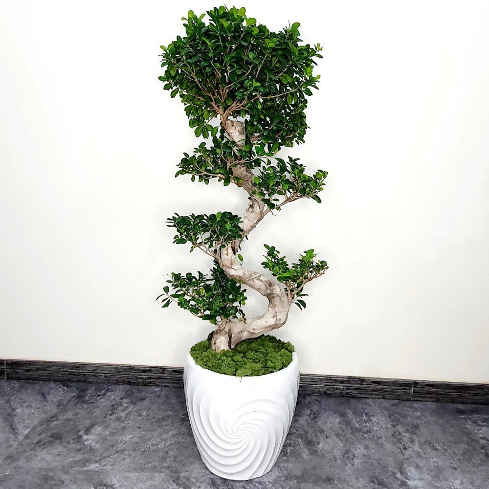 Ficus Bonsai Ginseng Forma Spirala - 100-120 cm