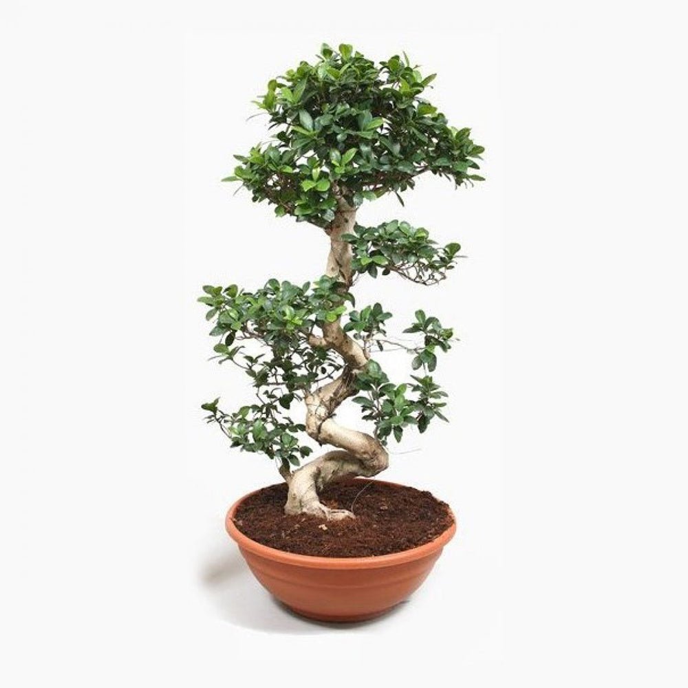 Ficus Bonsai Ginseng Forma Spirala - 100-120 cm