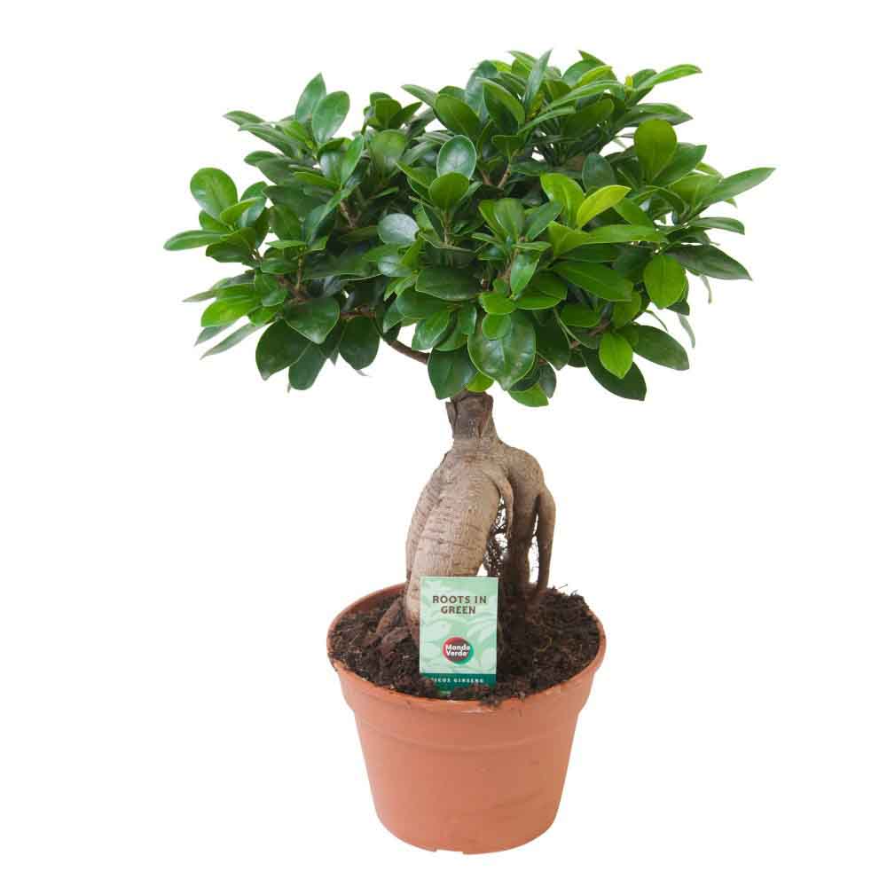 Ficus Bonsai Ginseng - 30 cm