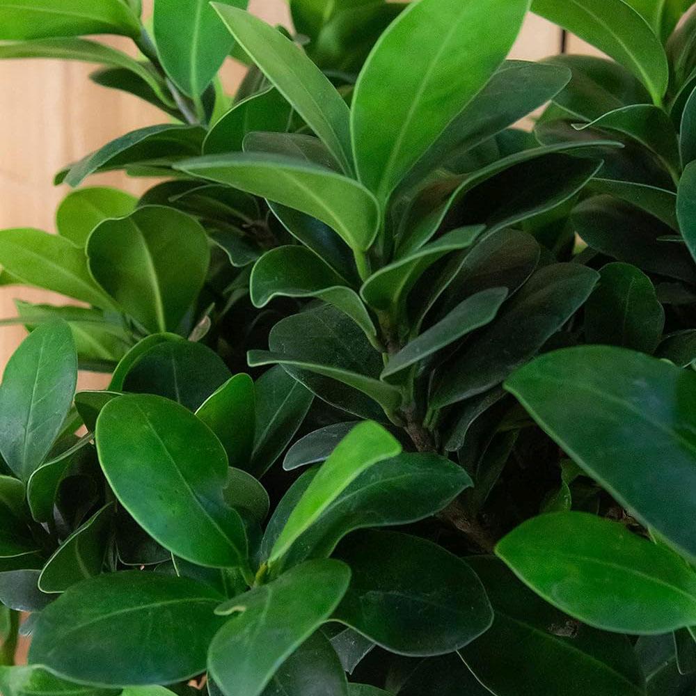 Ficus Bonsai Ginseng - 90 cm