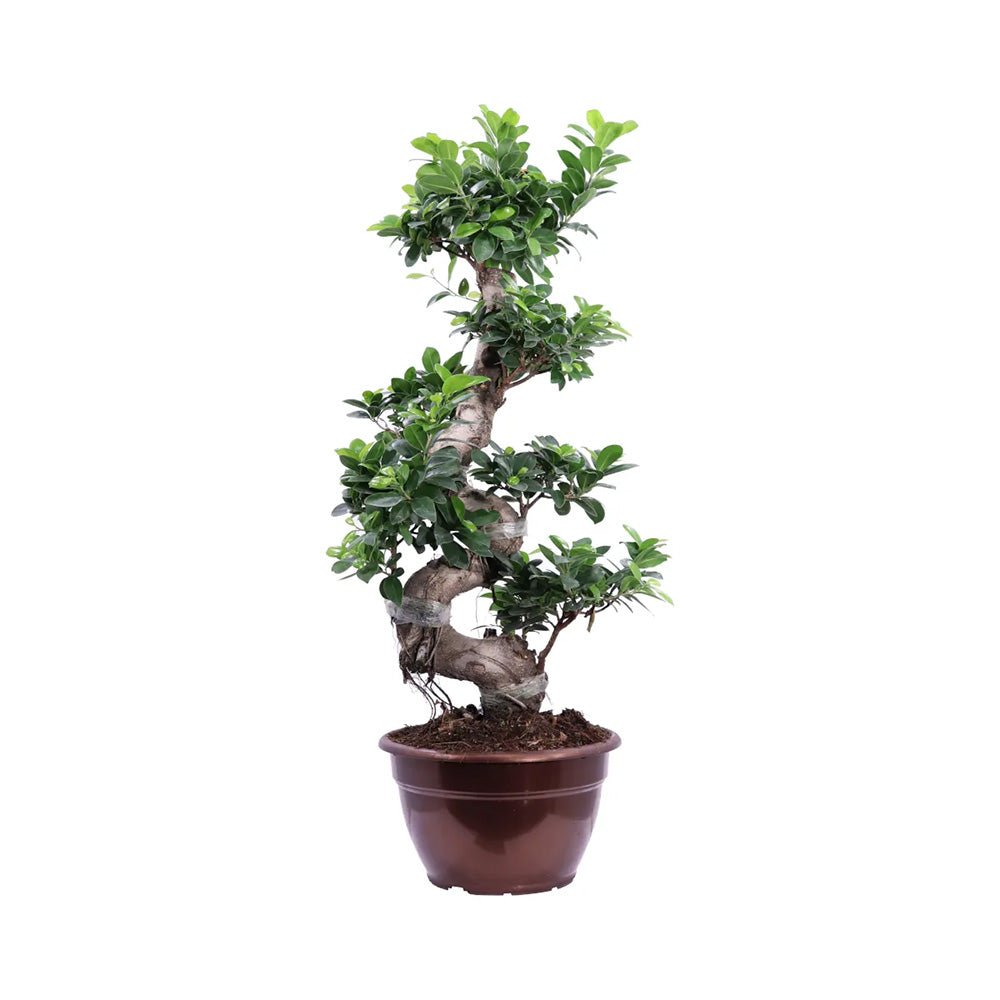 Ficus Bonsai Ginseng Forma Spirala - 70 cm
