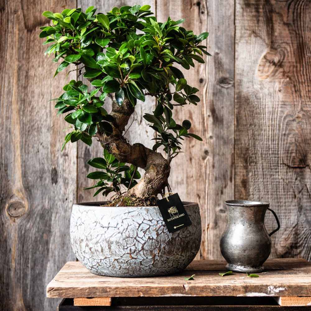 Ficus Bonsai Ginseng Forma Spirala - 70 cm