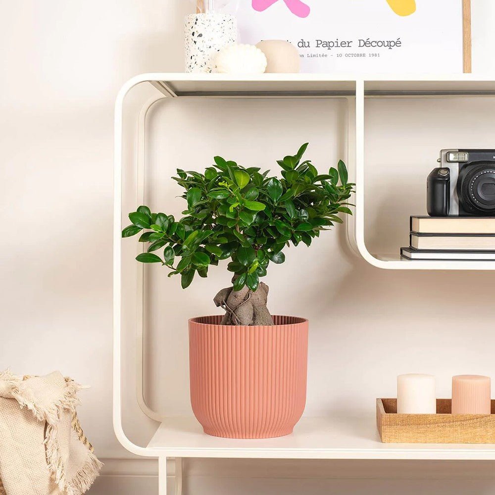 Ficus Bonsai Ginseng XXL - 50-55 cm