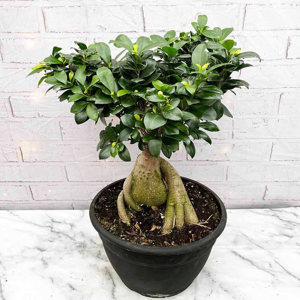 Ficus Bonsai Ginseng XXL - 50-55 cm
