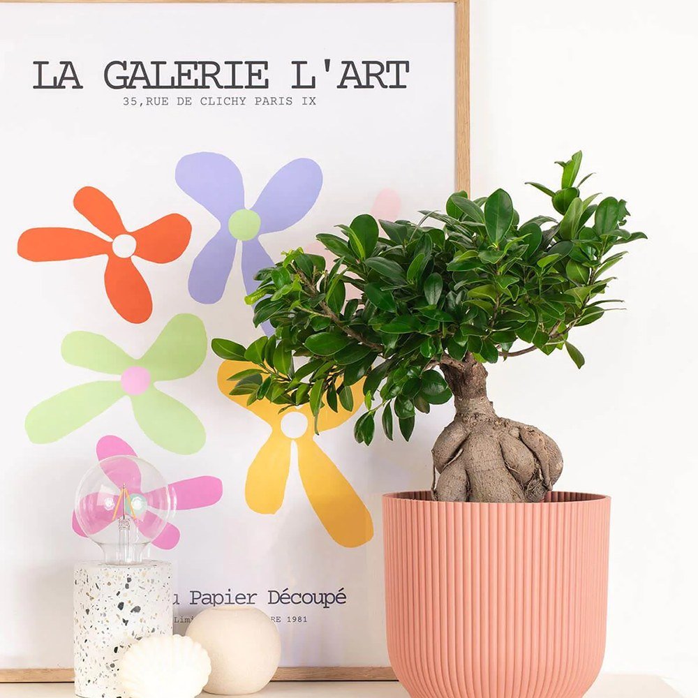 Ficus Bonsai Ginseng XXL - 50-55 cm