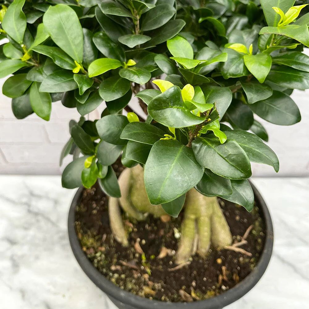 Ficus Bonsai Ginseng XXL - 50-55 cm