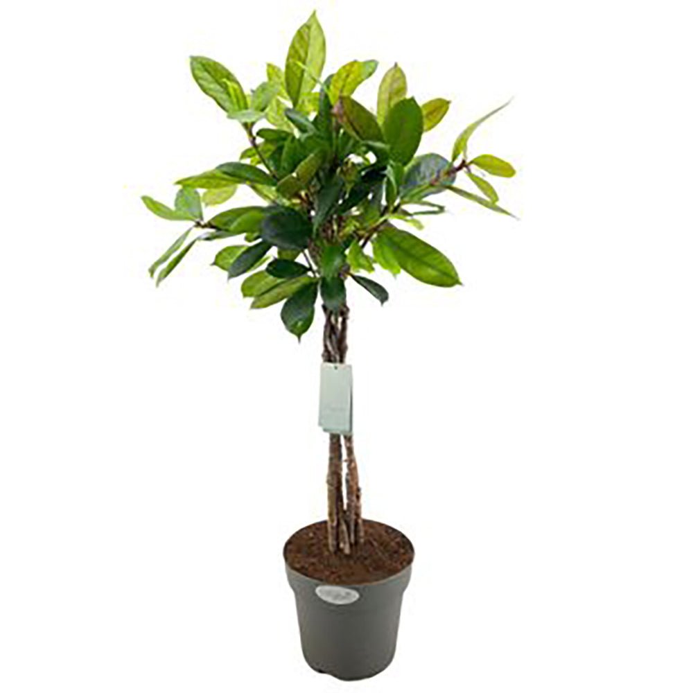 Ficus Cyathistipula - Tip Copac cu Tulpina impletita - 100 cm