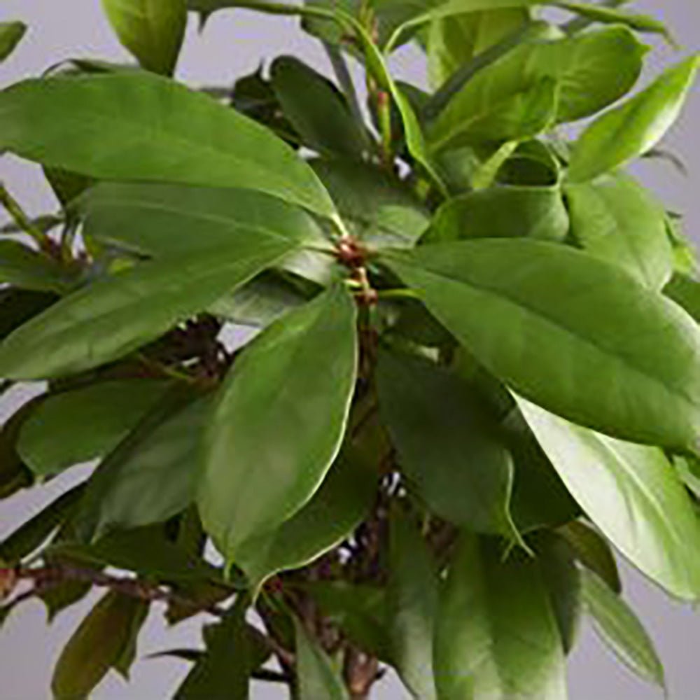 Ficus Cyathistipula - Tip Copac cu Tulpina impletita - 100 cm