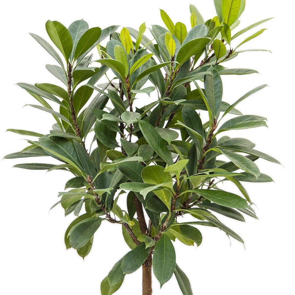 Ficus Cyathistipula - Tip Copac cu Tulpina impletita - 120 cm
