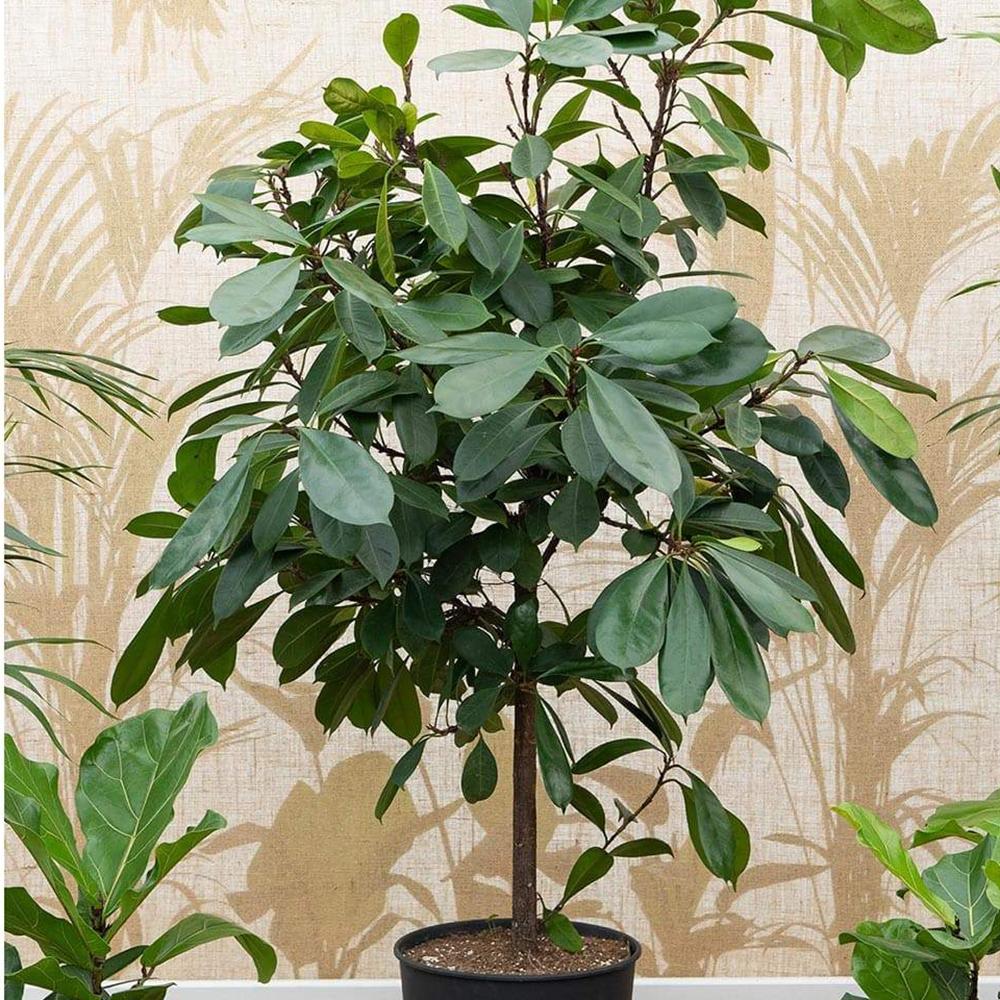 Ficus Cyathistipula - 140 cm