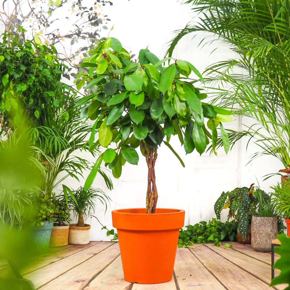 Ficus Cyathistipula - Tip Copac - 140 cm
