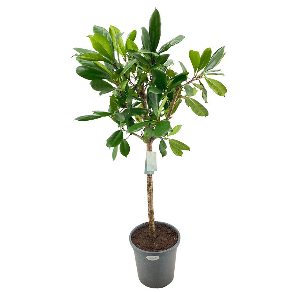 Ficus Cyathistipula - Tip Copac - 140 cm