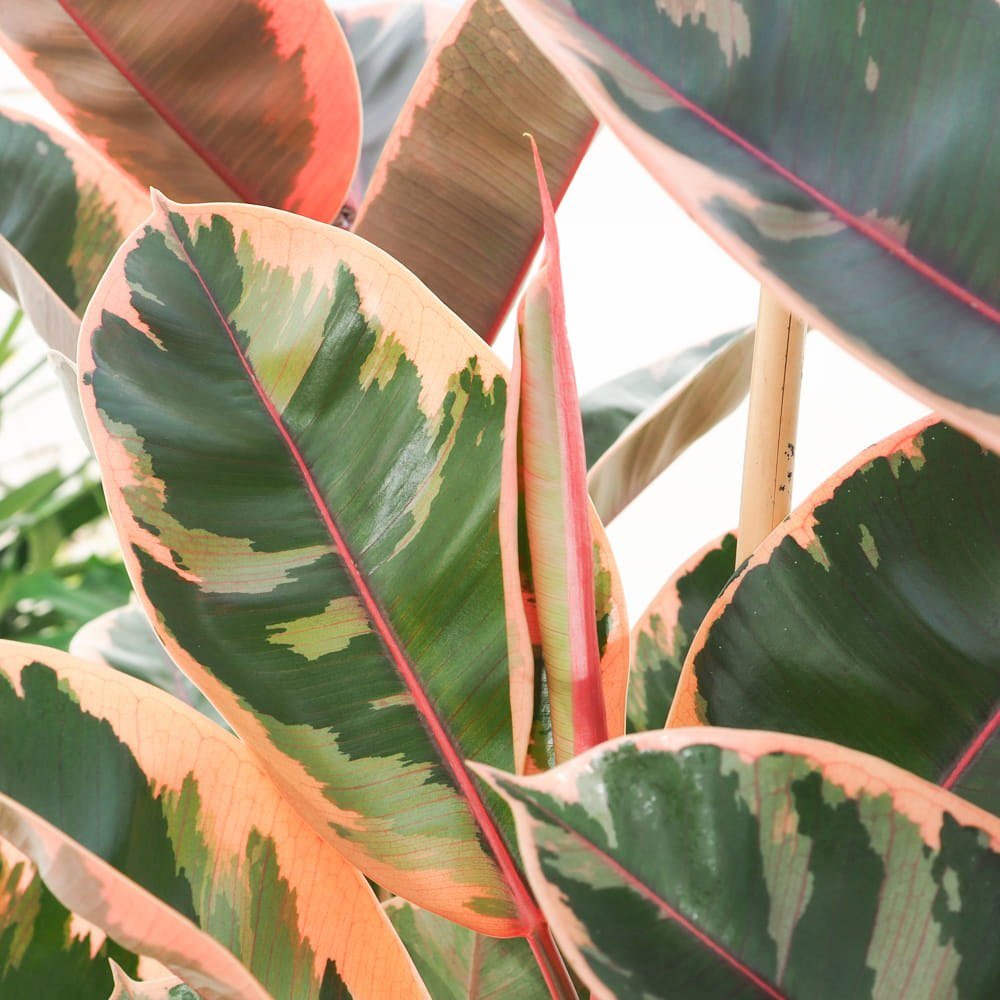 Ficus elastica Belize - 100 cm