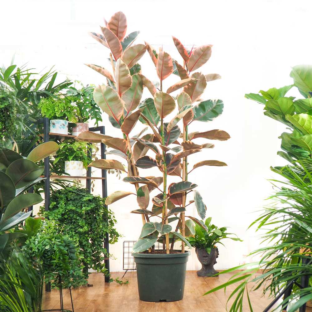 Ficus elastica Belize - 100 cm