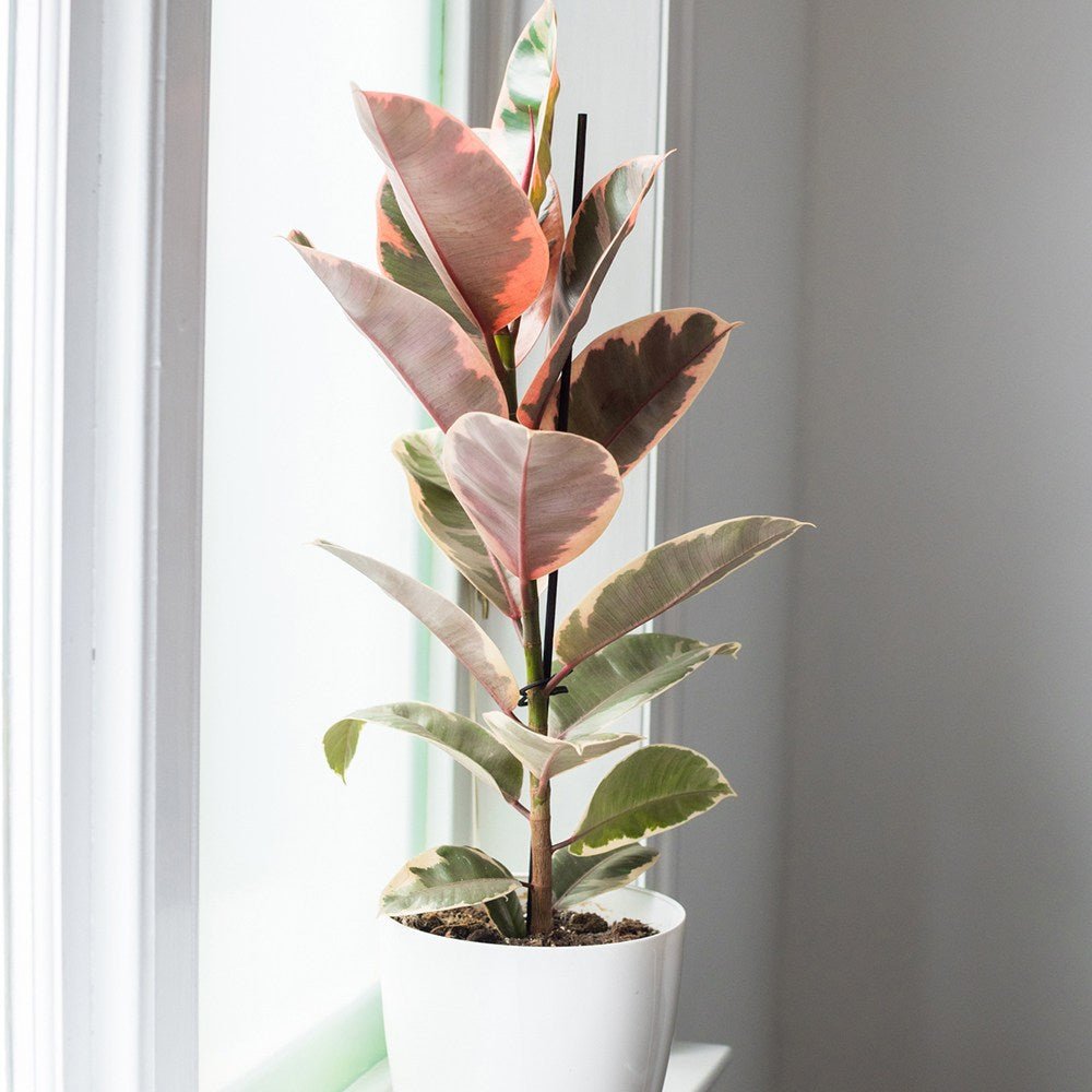 Ficus elastica Belize - 100 cm