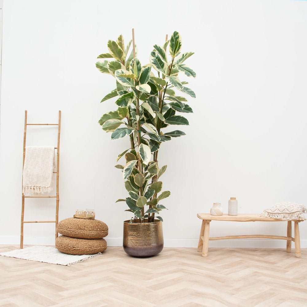 Ficus Elastica Tineke Bicolor - 80 cm