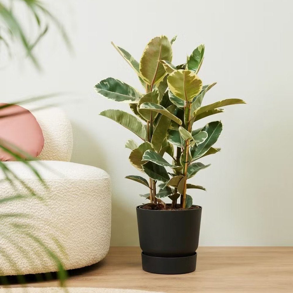 Ficus Elastica Tineke Bicolor - 80 cm