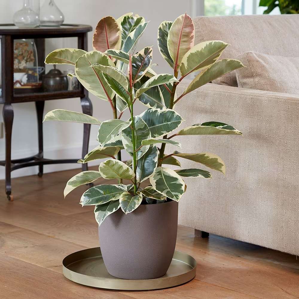 Ficus Elastica Tineke Bicolor - 80 cm