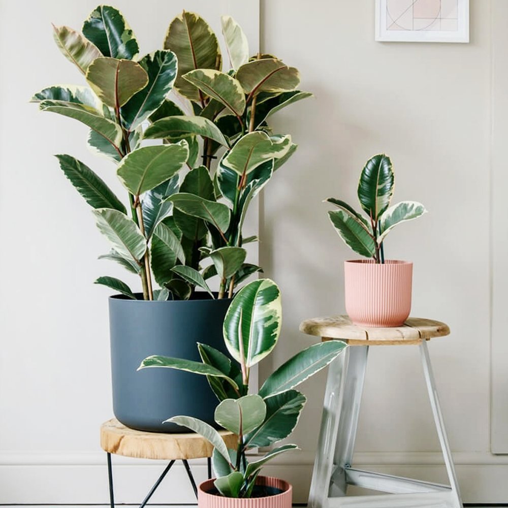 Ficus Elastica Tineke Bicolor - 80 cm