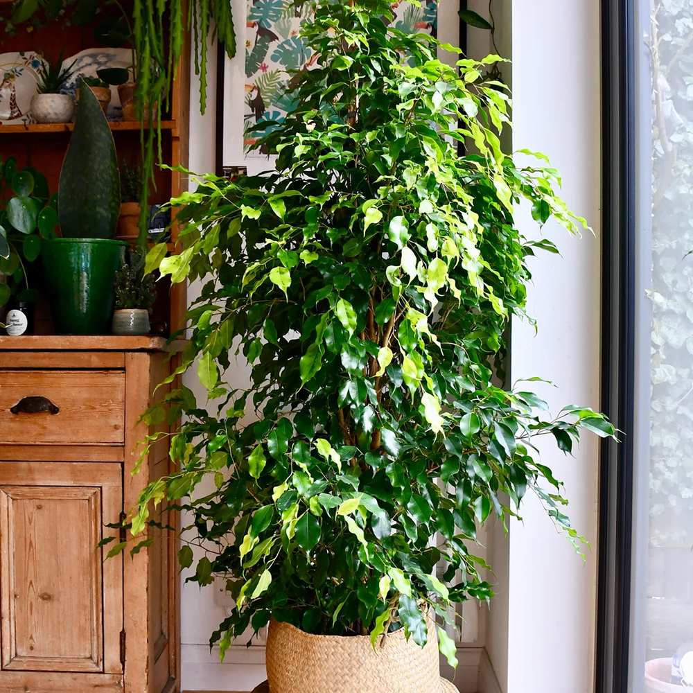 Ficus Exotica - 135 cm