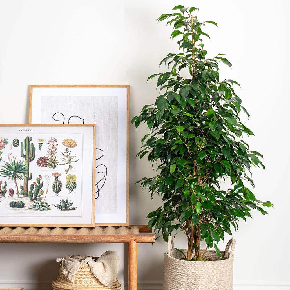 Ficus Exotica - 135 cm