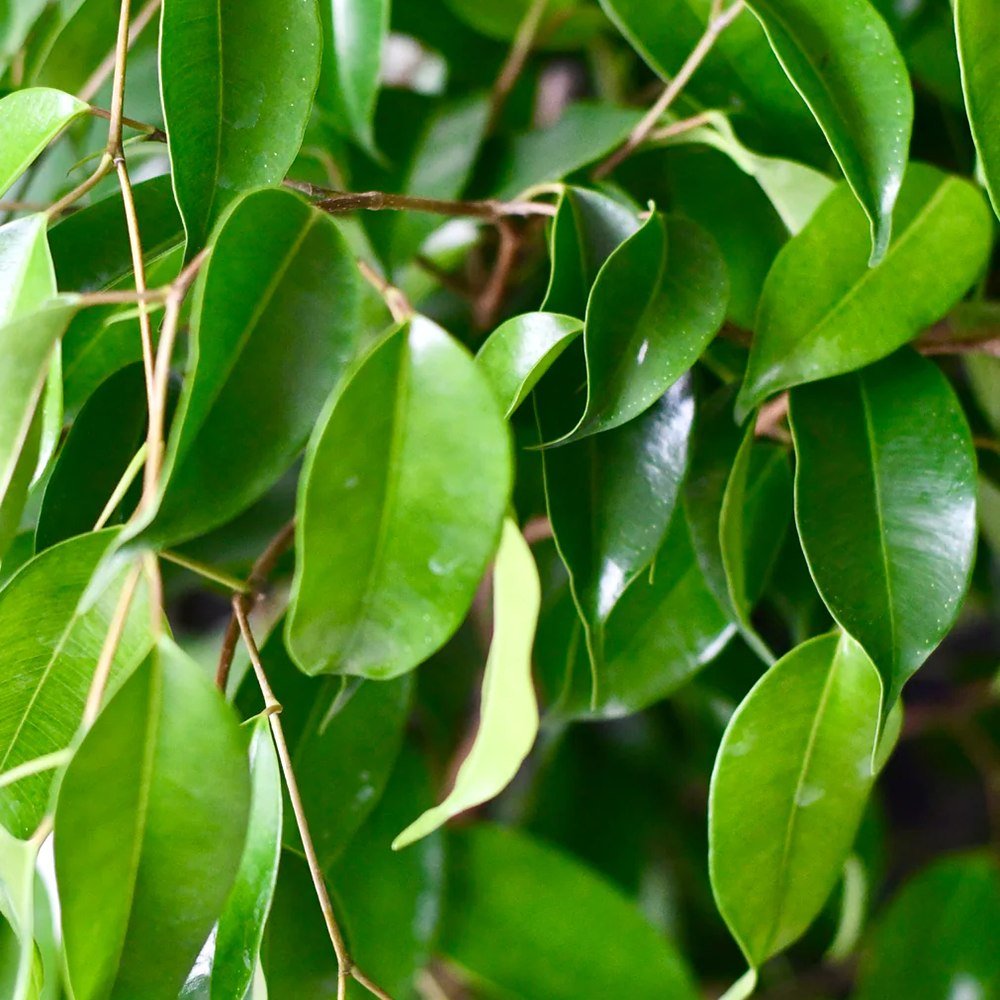 Ficus Exotica - 135 cm