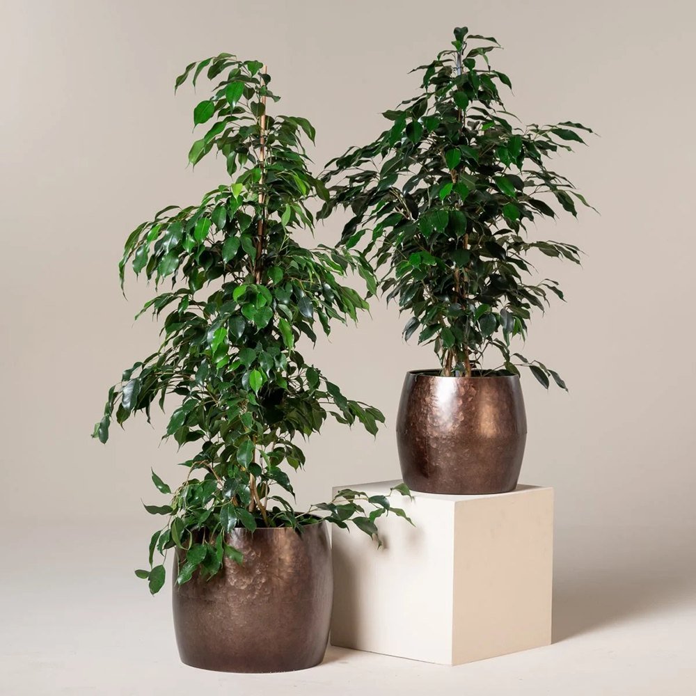 Ficus Exotica - 135 cm