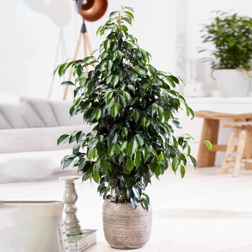 Ficus Exotica - 135 cm