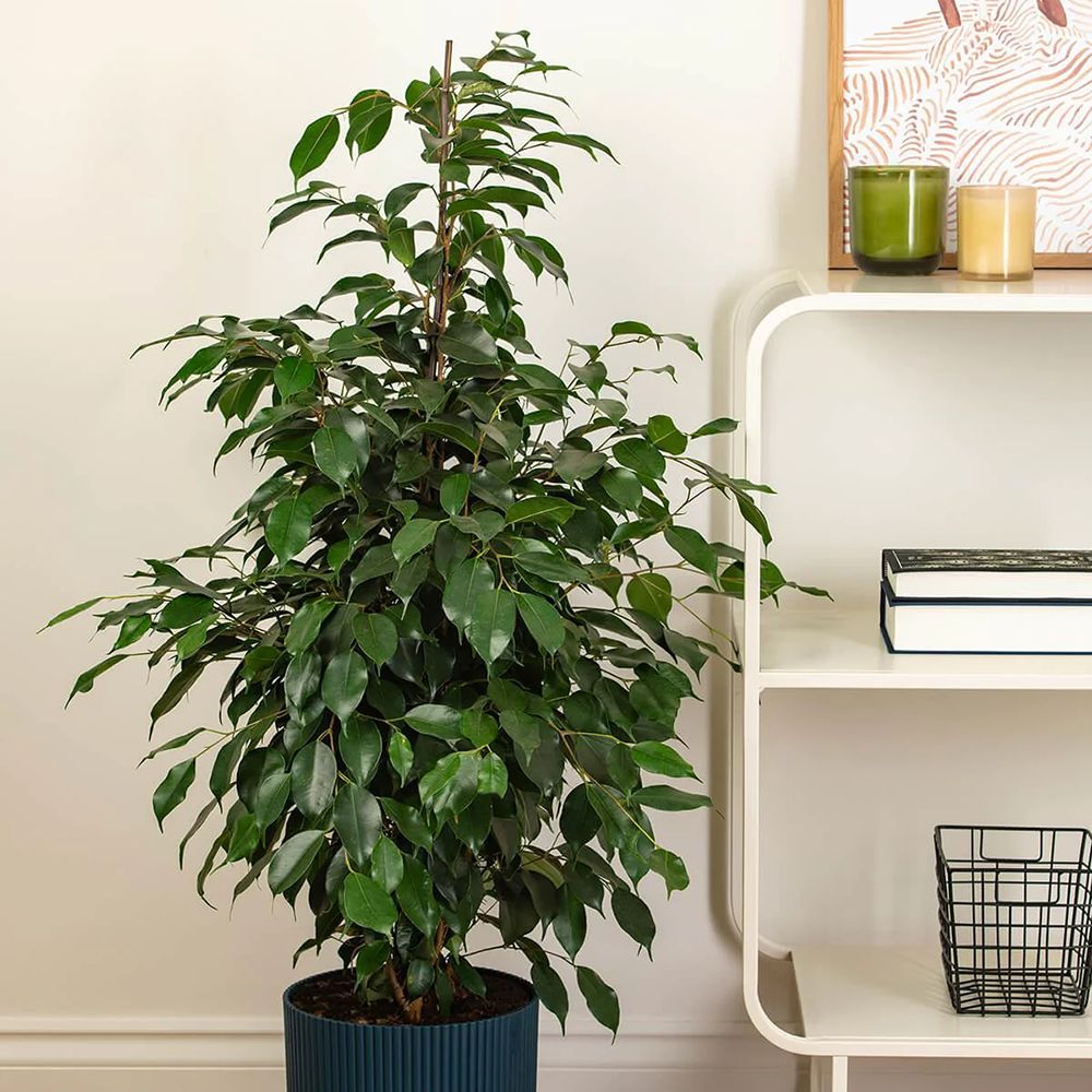 Ficus Exotica - 135 cm