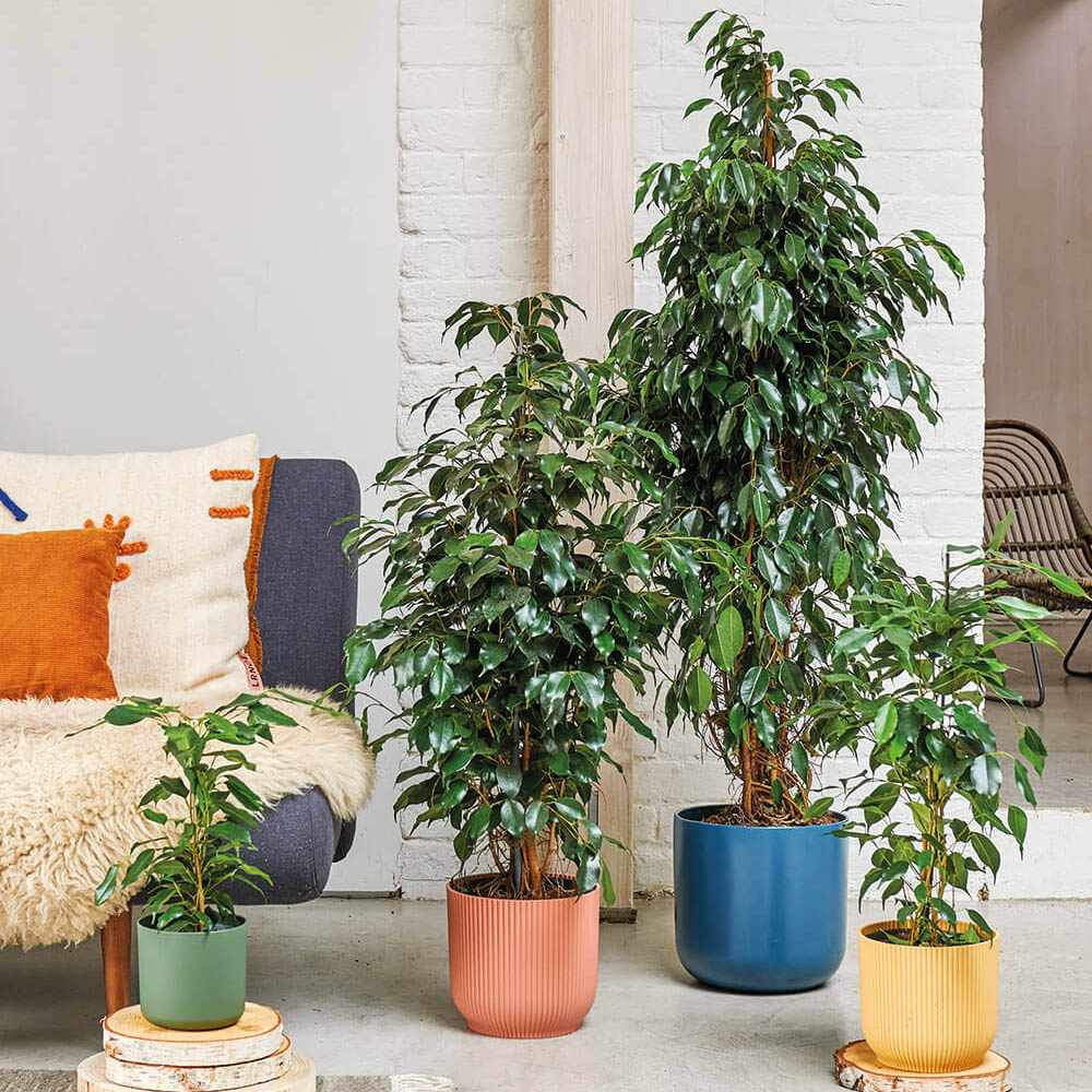 Ficus Exotica - 135 cm