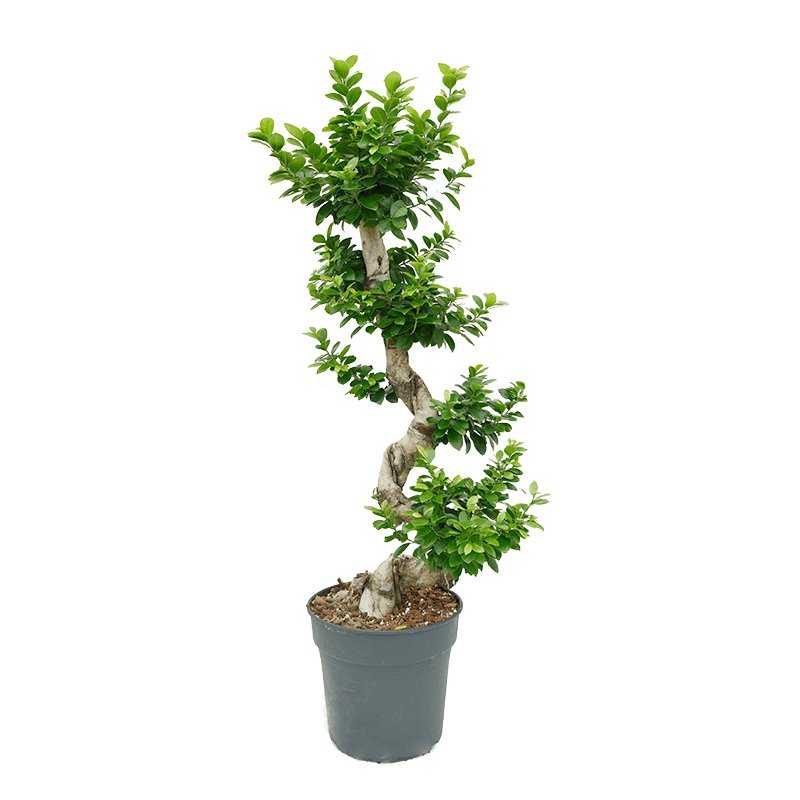 PROMO - Ficus Bonsai Ginseng Forma Spirala - 110 cm