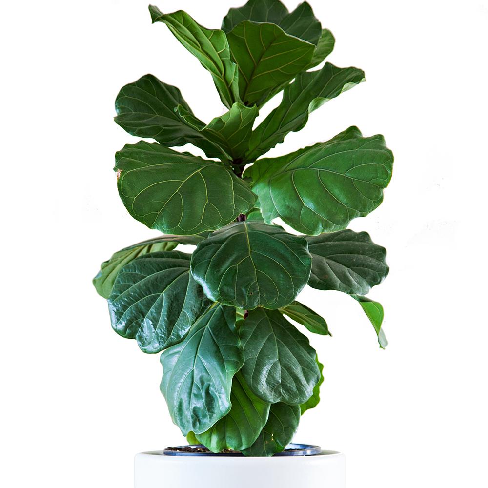 Ficus Lyrata - 90 cm
