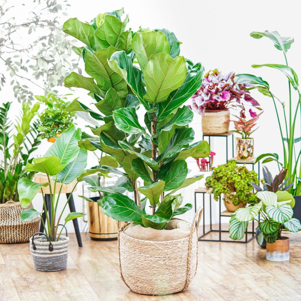 Ficus Lyrata - 150 cm