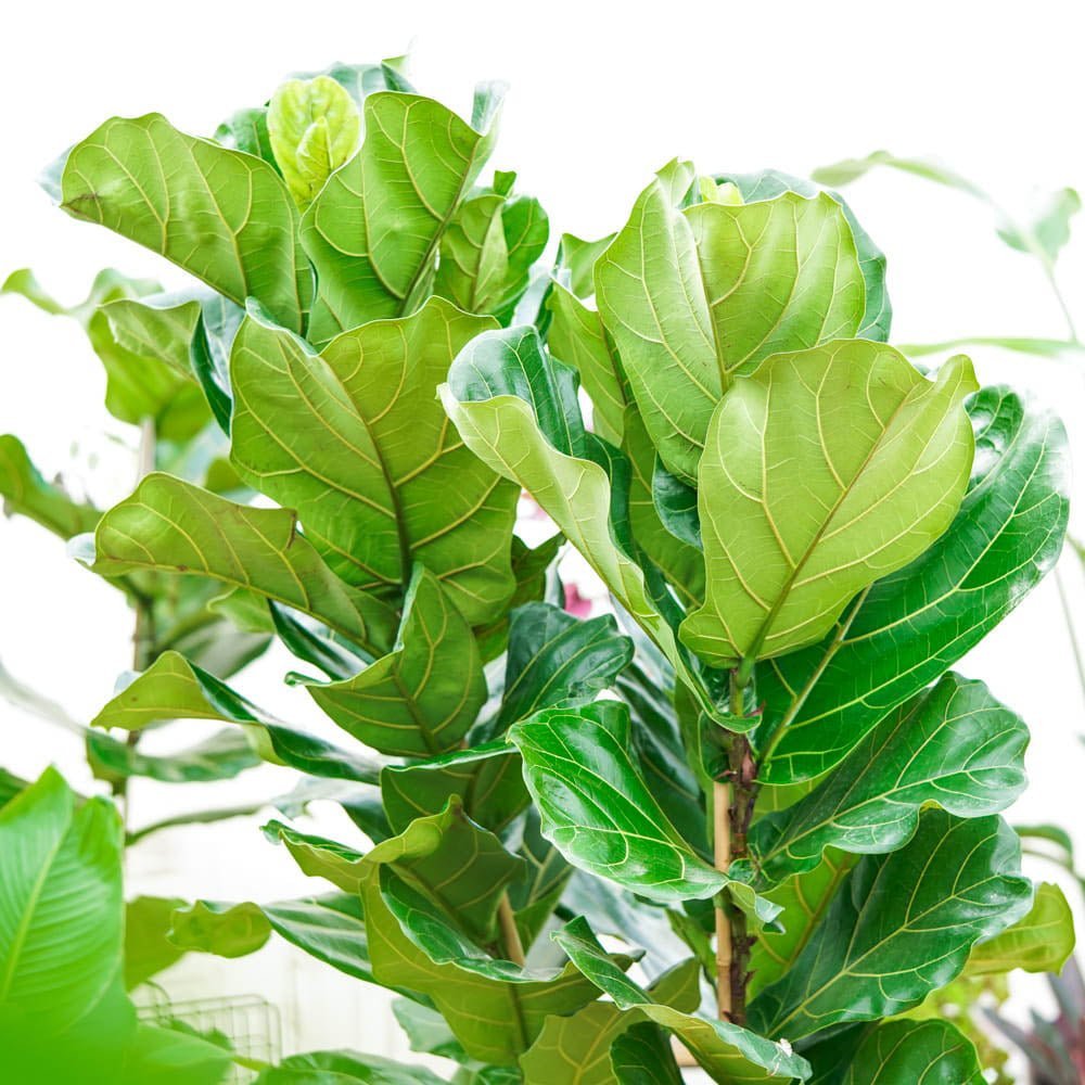 Ficus Lyrata - 150 cm