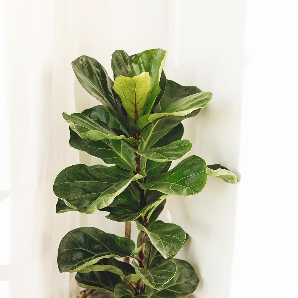 Ficus Lyrata - 150 cm