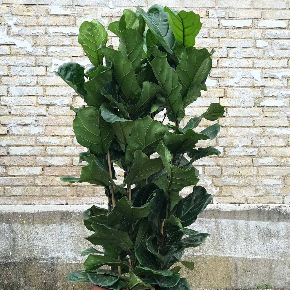 Ficus Lyrata - 180 cm