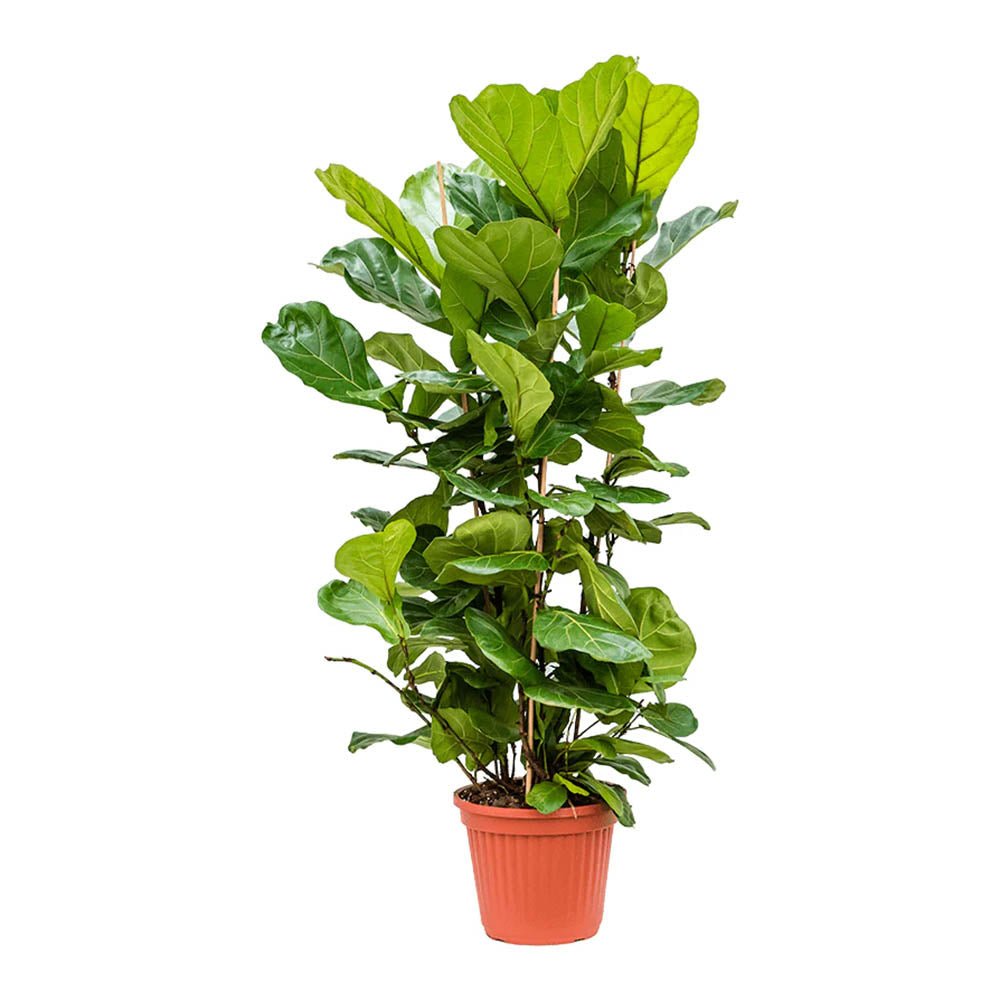 Ficus Lyrata - 180 cm