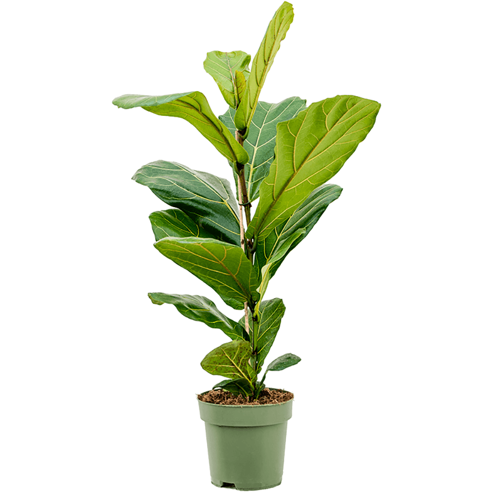 Ficus Lyrata - 60/75 cm