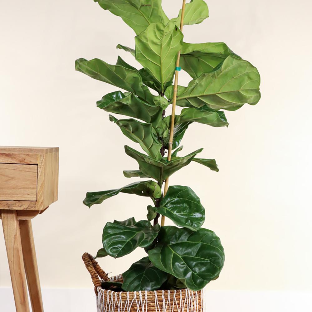 Ficus Lyrata - 60/75 cm