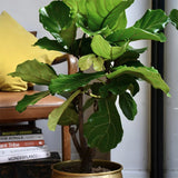 Ficus lyrata - 60 cm - VERDENA-60 cm la livrare in ghiveci Ø 17 cm