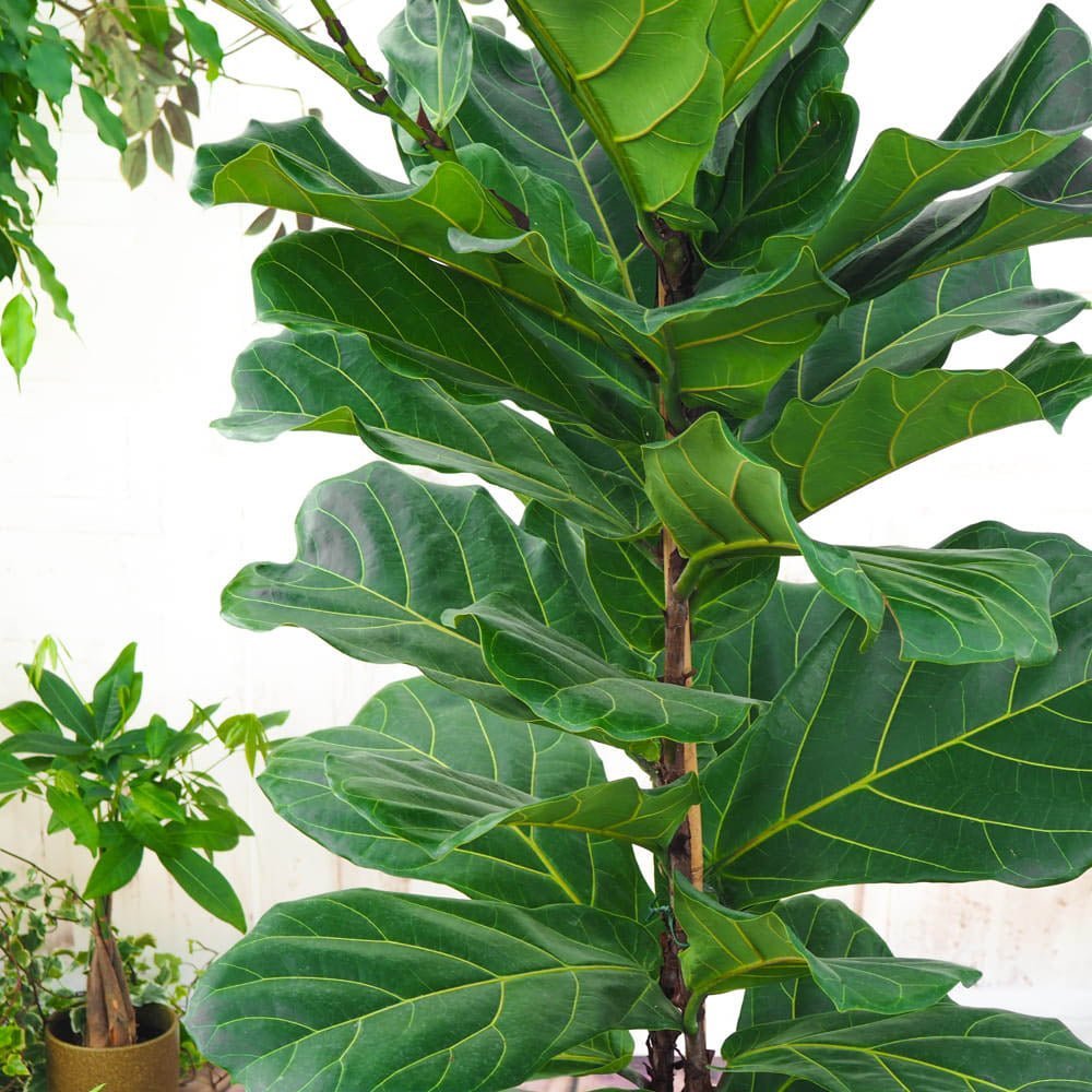 Ficus lyrata - 60/75 cm - VERDENA-60 - 75 cm la inaltime livrat in ghiveci de 3 L