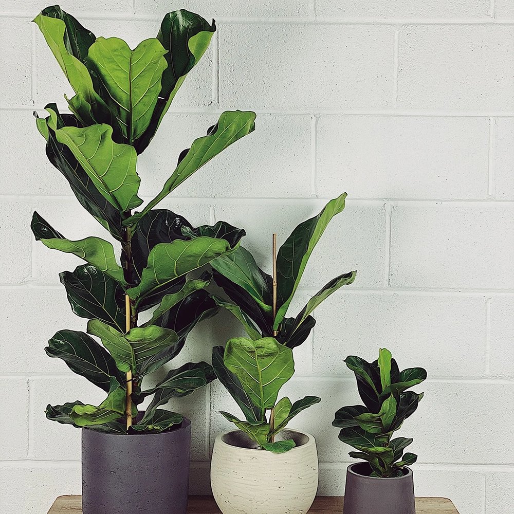 Ficus Lyrata Bambino - 65 cm