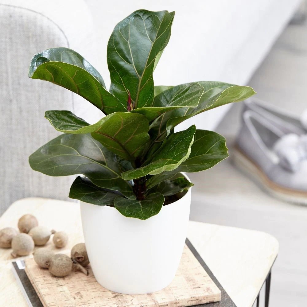 Ficus Lyrata Bambino - 65 cm