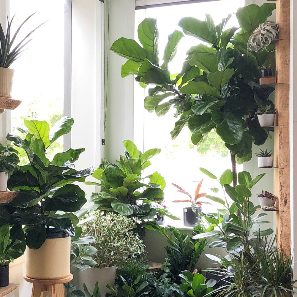 Ficus Lyrata Bambino - 65 cm