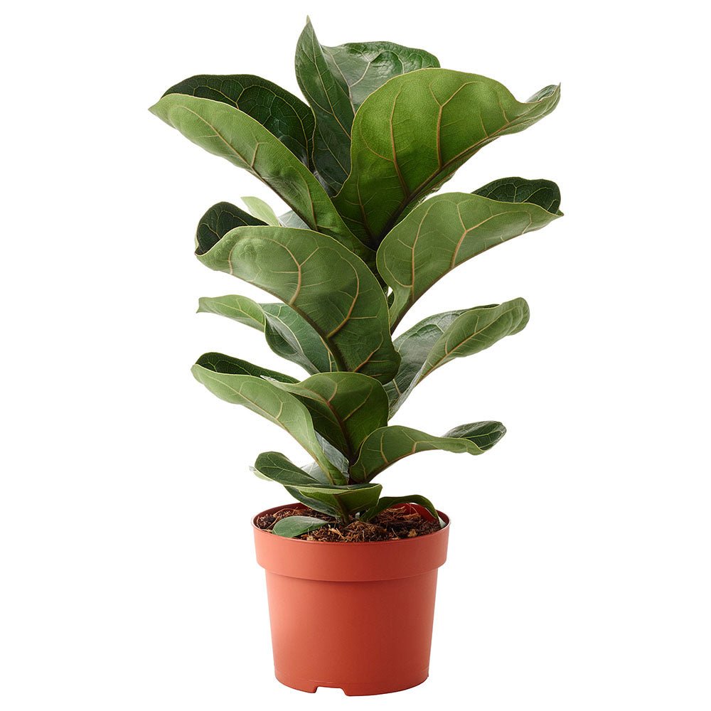 Ficus Lyrata Bambino - 65 cm