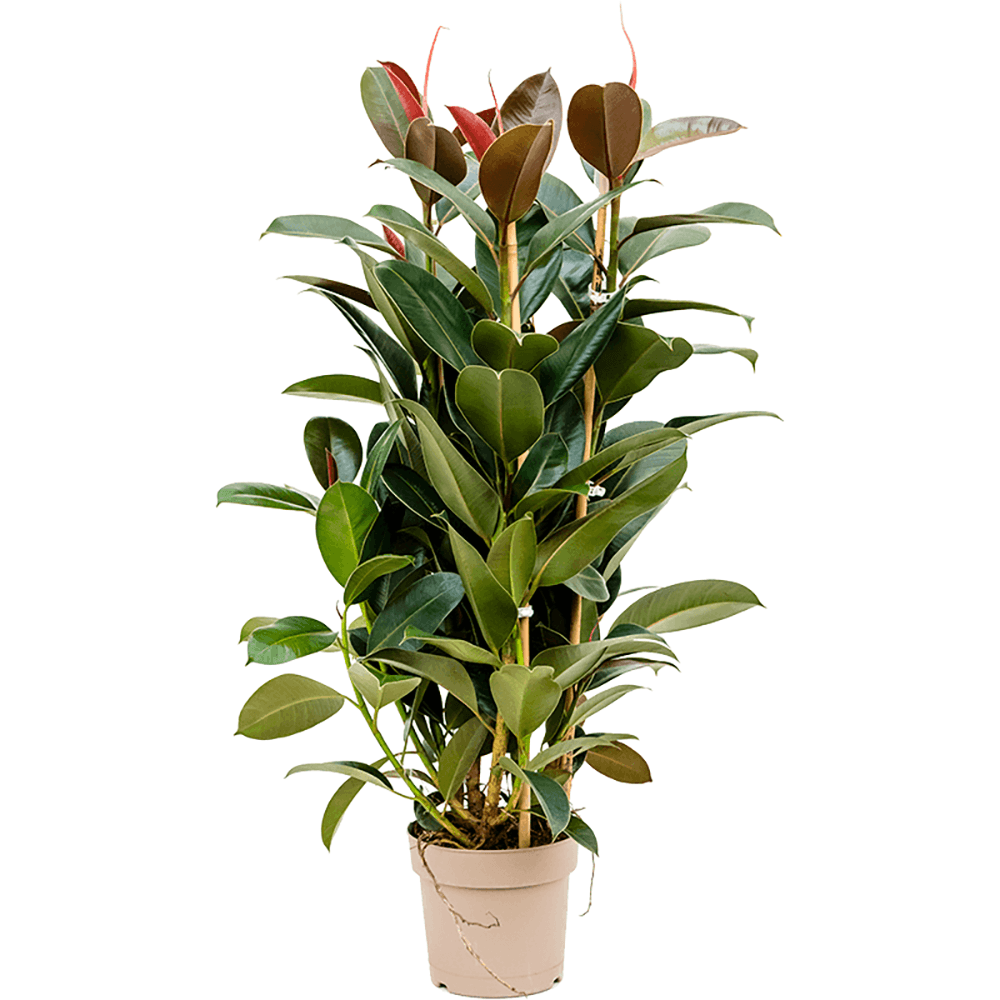 Ficus Melany - 100 cm