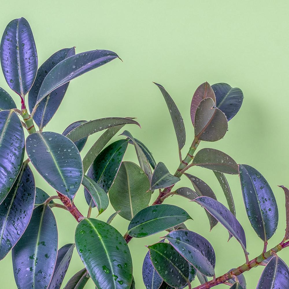 Ficus Melany - 100 cm