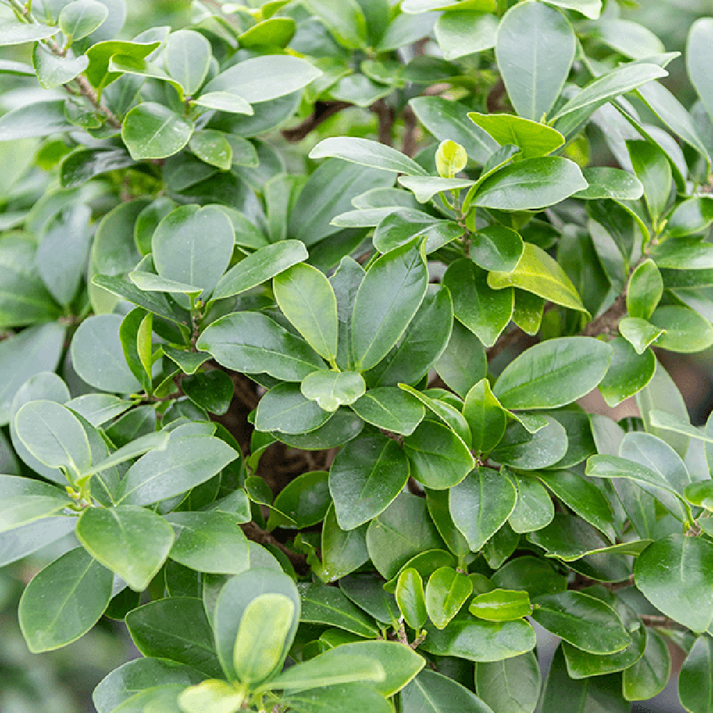 Ficus Bonsai Ginseng Forma Spirala - 120 cm