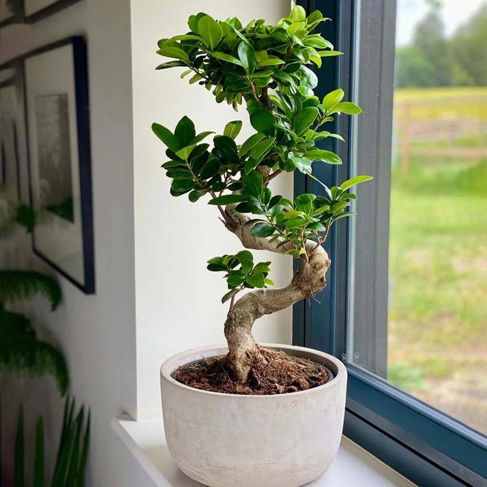 Ficus Bonsai Ginseng Forma Spirala - 120 cm